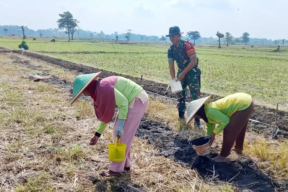 Pendampingan Tanam Jagung Sebagai Upaya untuk Memastikan Ketersediaan Pangan dan Bibit Unggul