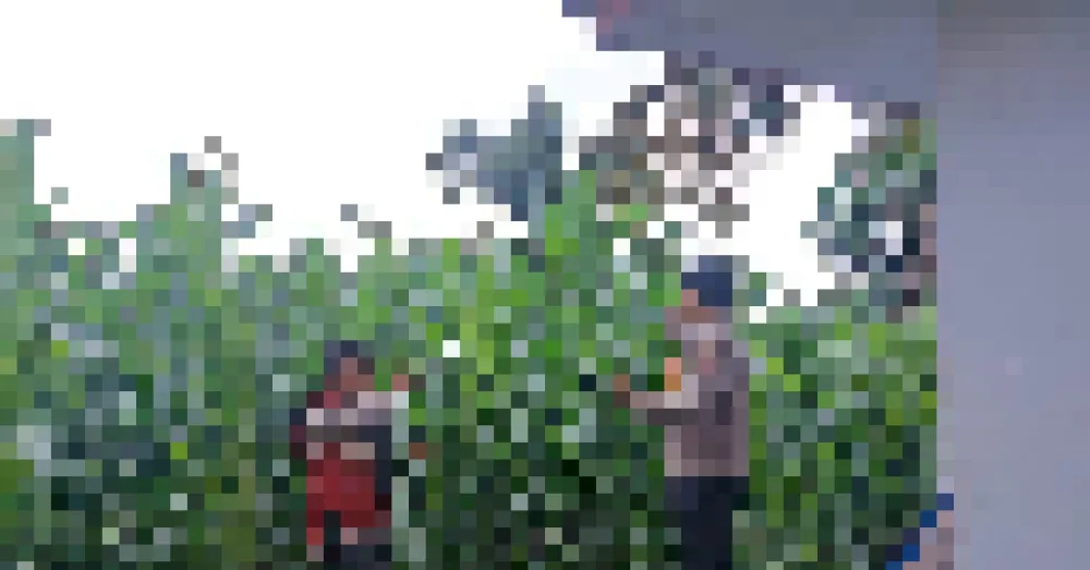 Program Penanaman Jagung Dukung Ketahanan Pangan di Jatiroto
