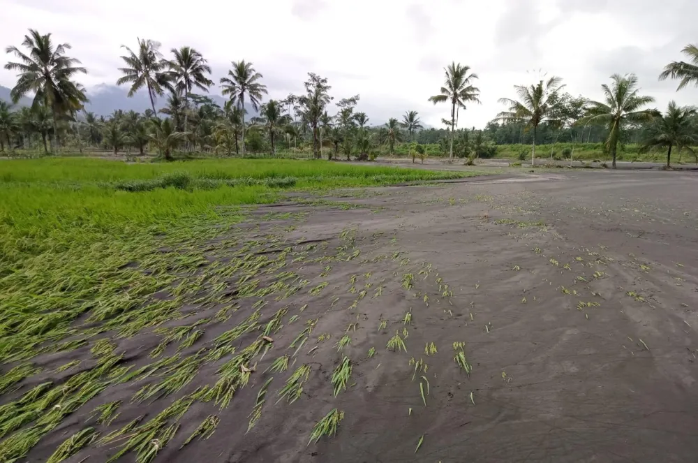 Penanganan Infrastruktur Pertanian Jadi Prioritas Utama Pasca Banjir di Lumajang