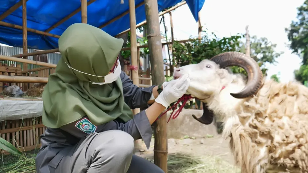 Ketersediaan Hewan Qurban Lumajang untuk Iduladha Terjamin