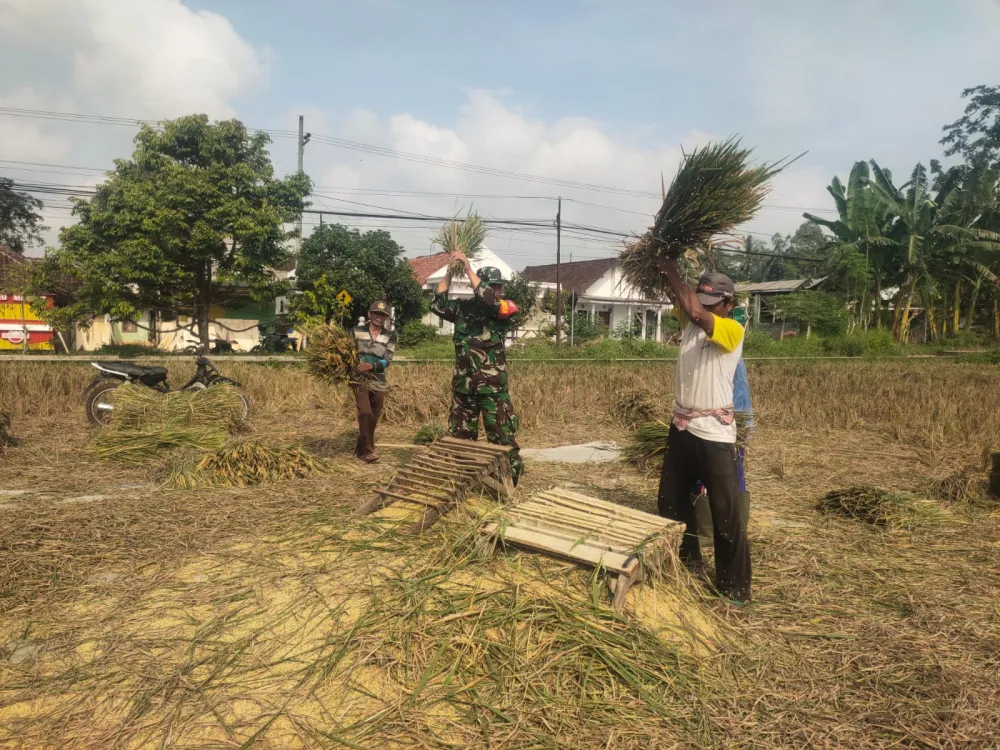 Sinergi Tangguh Babinsa dan Petani di Lumajang untuk Ketahanan Pangan Lokal