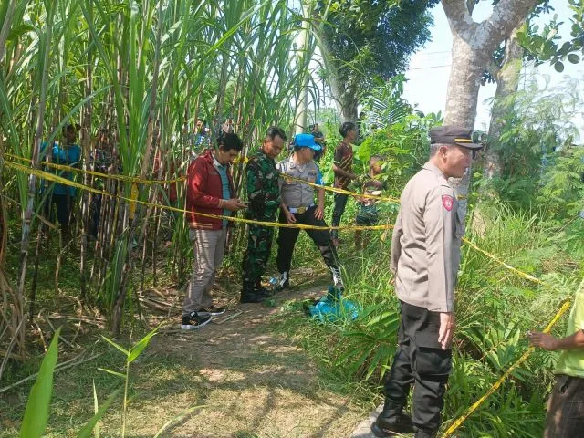 Heboh, Penemuan Mayat Bayi Dilahan Tebu Desa Mangunsari Lumajang