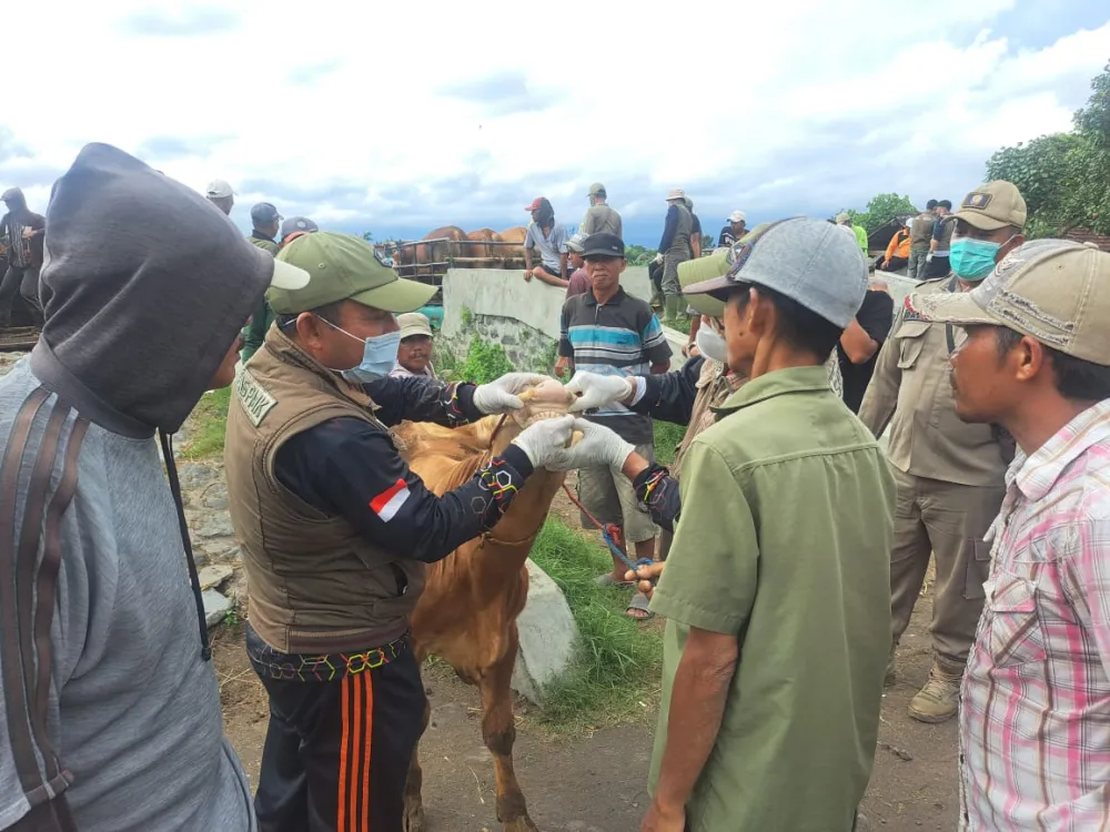 Cegah Penyebaran PMK, DKPP Lumajang Intensifkan Vaksinasi dan Edukasi Peternak