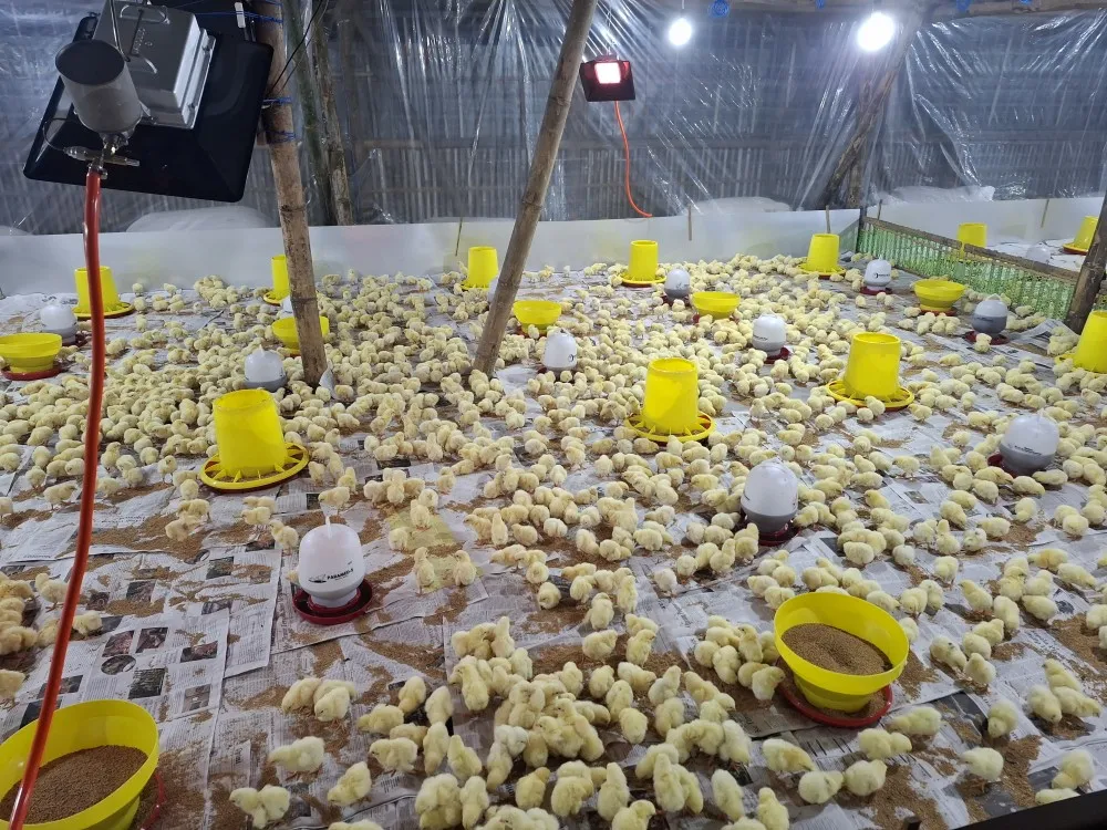 Ranubedali Luncurkan Program Peternakan Ayam Potong, Perkuat Ketahanan Pangan dan Ekonomi Warga