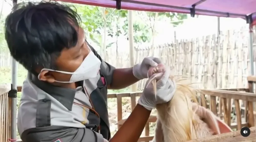 Pemkab Lumajang Tingkatkan Pengawasan Hewan Qurban Jelang Iduladha