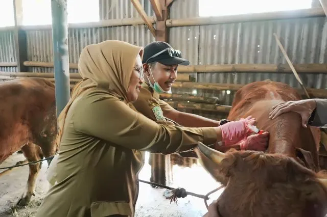 Pemkab Lumajang Pastikan Hewan Qurban Aman Dikonsumsi