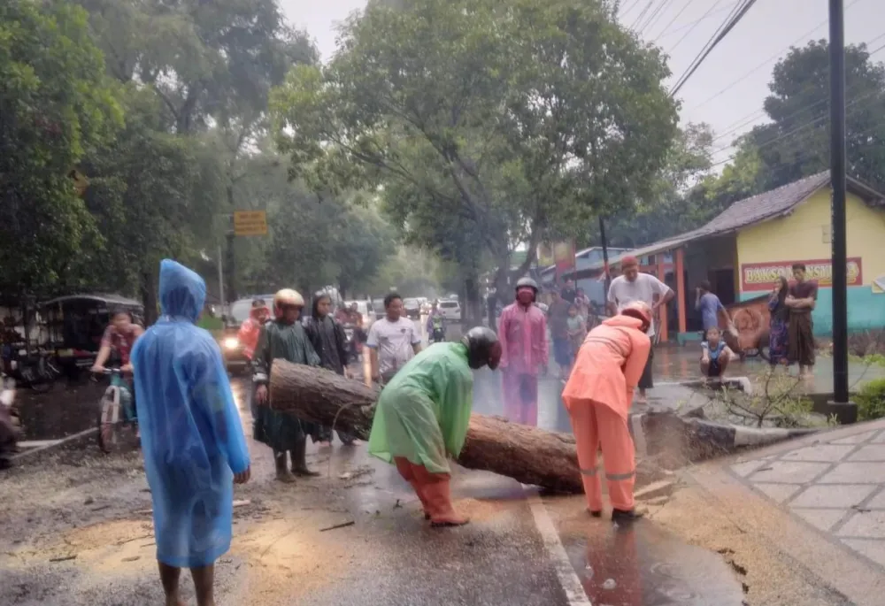 Antisipasi Potensi Pohon Tumbang, Petugas Gabungan Lumajang Sampaikan Imbauan Keselamatan Berkendara Saat Hujan