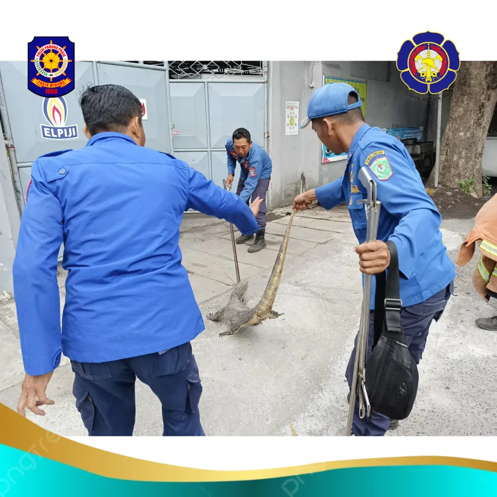 Evakuasi Biawak  di Jl. Sultan Hasanuddin ( jln Kayubi ) Kel. Tompokersan kec Lumajang kab. Lumajang