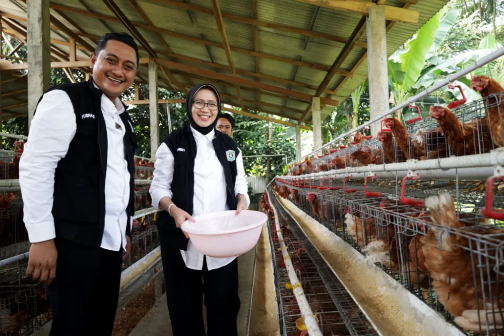 Koperasi Desa Kembangkan Peternakan Ayam-Puyuh, Lumajang Perkuat MBG Nasional