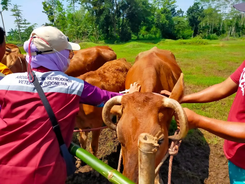 Pemerintah Berikan Vaksinasi LSD untuk Lindungi Hewan Ternak di Kabupaten Lumajang