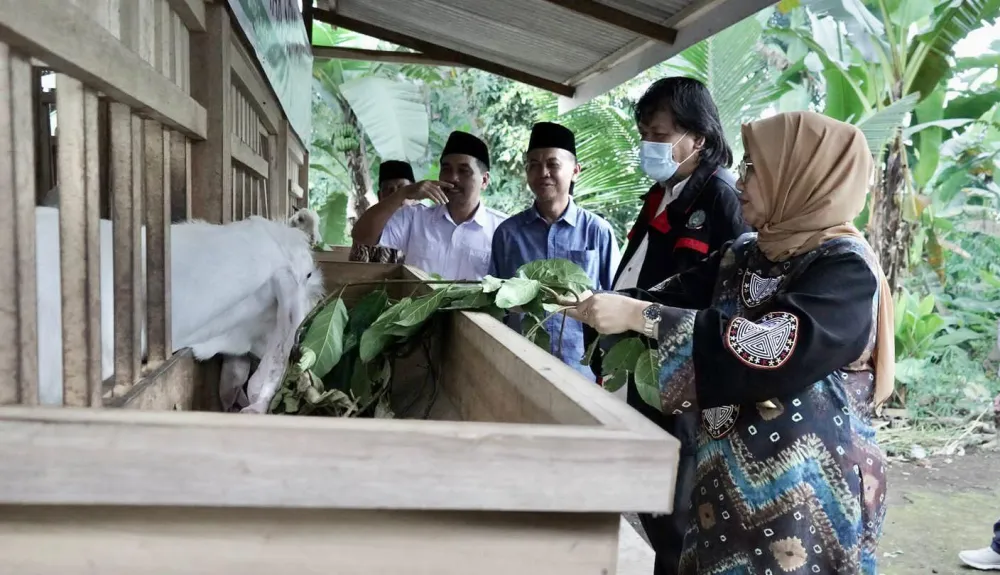 Kambing Senduro Magnet Bisnis Ternak Berjangka Panjang di Lumajang