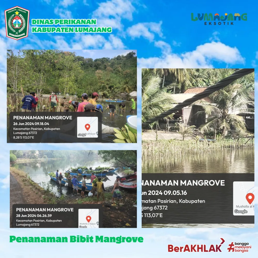 Kegiatan penanaman bibit mangrove di pesisir Lumajang