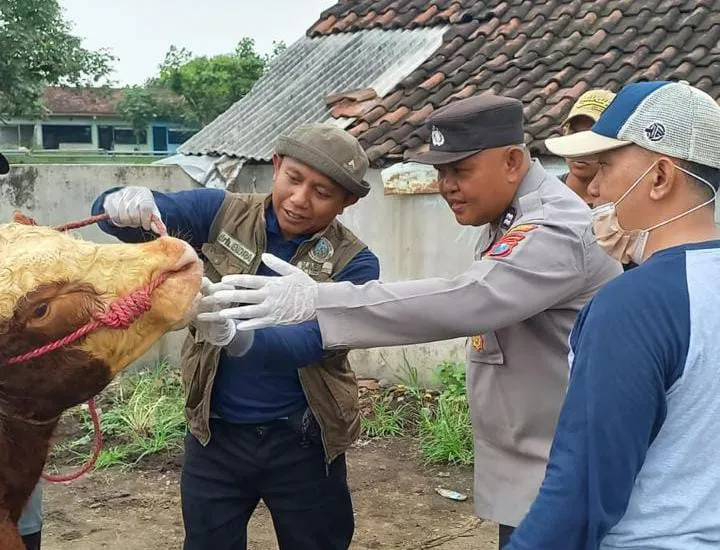 Jawa Timur Waspadai Penyebaran PMK, Keputusan Darurat Bencana Diterbitkan