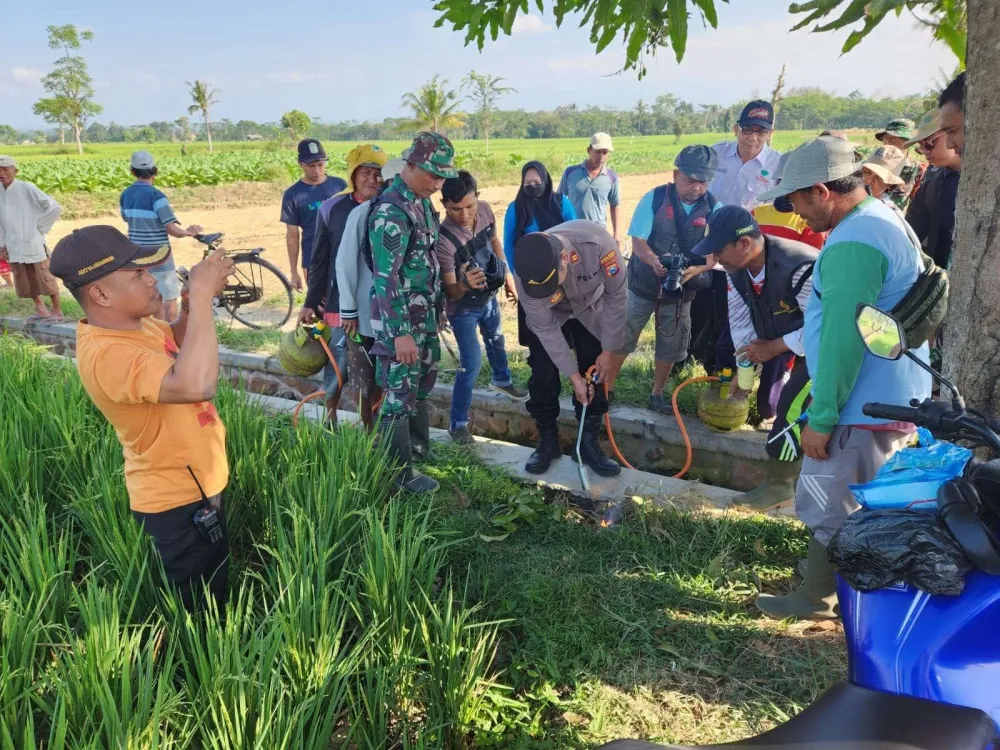 Gropyokan Serentak, Jurus Ampuh Petani Lumajang Hadapi Ledakan Hama Tikus