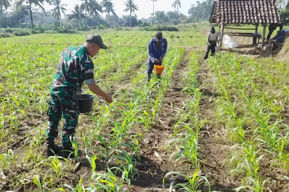 Pentingnya Pemupukan yang Tepat untuk Mencapai Hasil Panen Maksimal