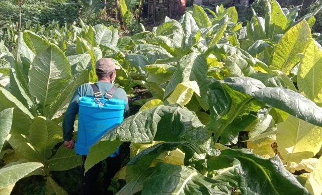 Tembakau Jenis White Burley Cocok Ditanam di Senduro Lumajang