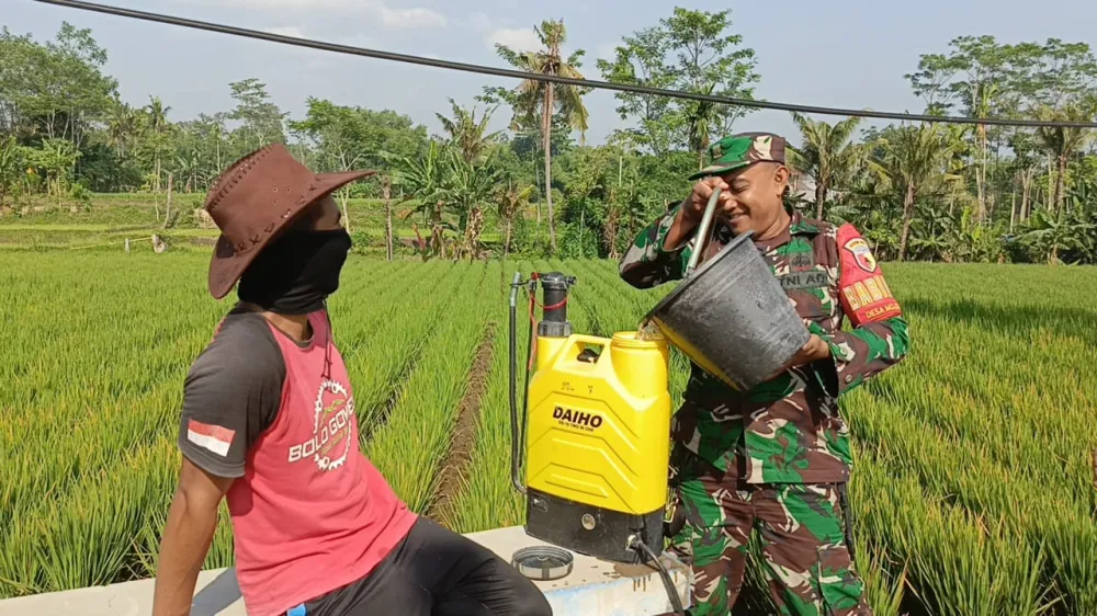 Penyemprotan Terpadu untuk Cegah Hama Kresek di Desa Mojosari Lumajang