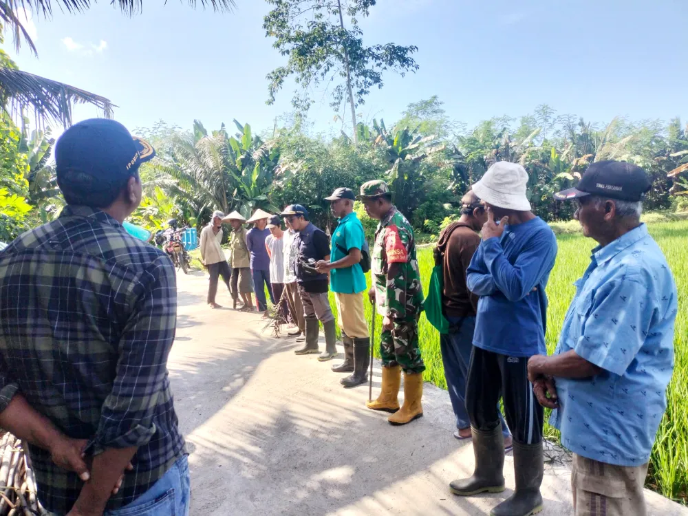 Mengenal Karakteristik Hama Tikus dan Strategi Efektif untuk Melindungi Hasil Panen