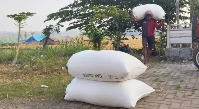 Berharap Stabil, Petani Kutorenon Lumajang Bahagia Harga Gabah Naik