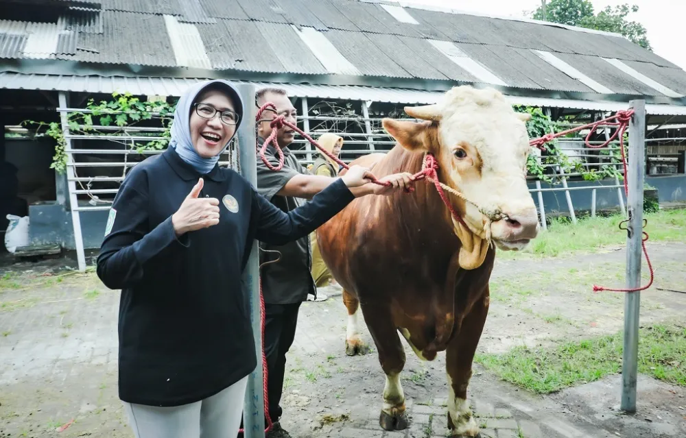 Sapi Lokal Lumajang Terpilih Jadi Kurban Presiden Prabowo, Bukti Kualitas Peternakan Daerah yang Membanggakan