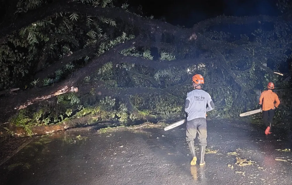 Imbauan bagi Masyarakat Lumajang untuk Waspadai Potensi Pohon Tumbang Akibat Cuaca Ekstrem