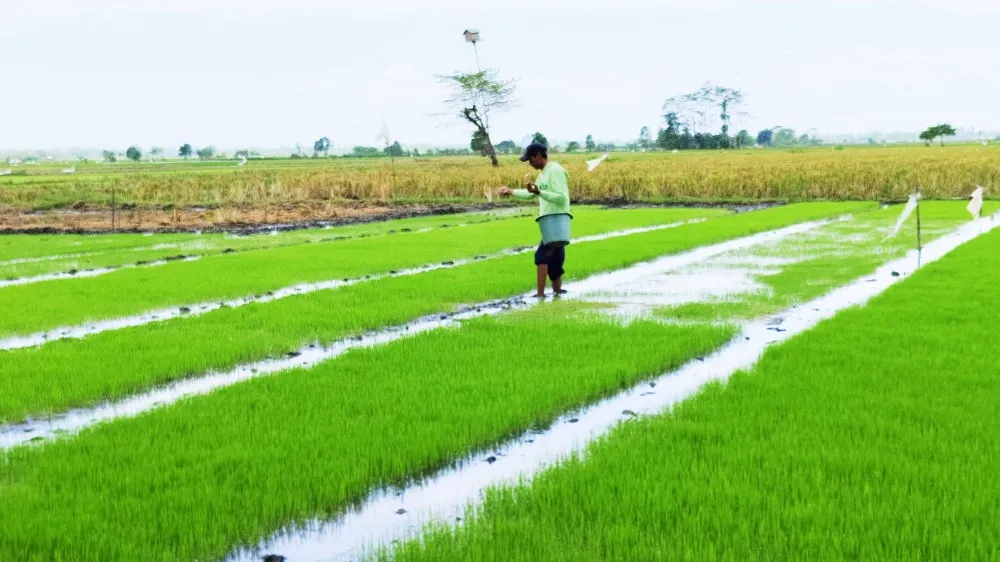 Agus Seorang Petani Sumbersari, Berikan Pemupukan Pada Benih Padi Yang Berumur 10 Hari