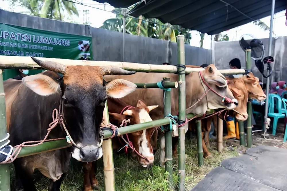 Upaya Intensif Pengawasan Ternak di Desa Tempeh Tengah Jelang Iduladha 2024