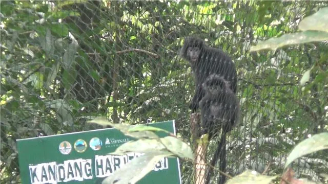 2 Ekor Lutung Jawa Timur Dilepas di TNBTS Senduro Lumajang