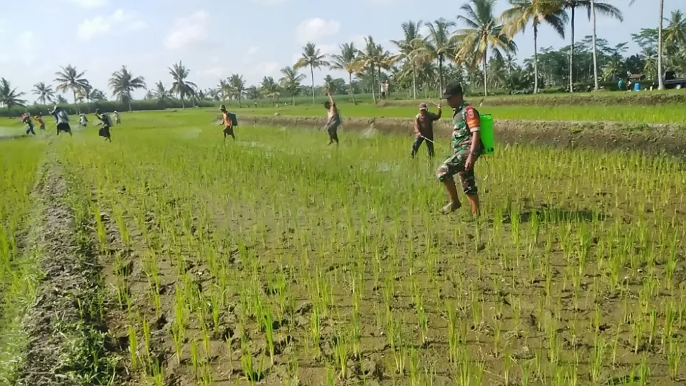 Pengendalian Hama Serentak Dianggap sebagai Solusi Efektif Tingkatkan Hasil Produksi Pertanian