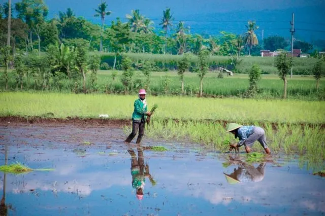 Lumajang Ajukan Bantuan Benih Lahan Terdampak Banjir Semeru