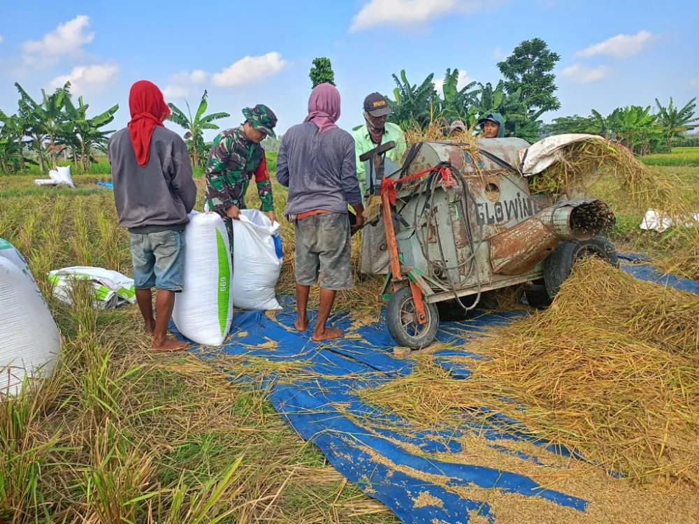 Kolaborasi Efektif, Panen Padi Lumajang Tetap Menghasilkan Meski Terkendala Cuaca