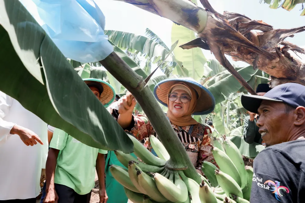 Potensi Pisang Cavendish di Lumajang Diharapkan Jadi Lokomotif Ekonomi dan Identitas Daerah